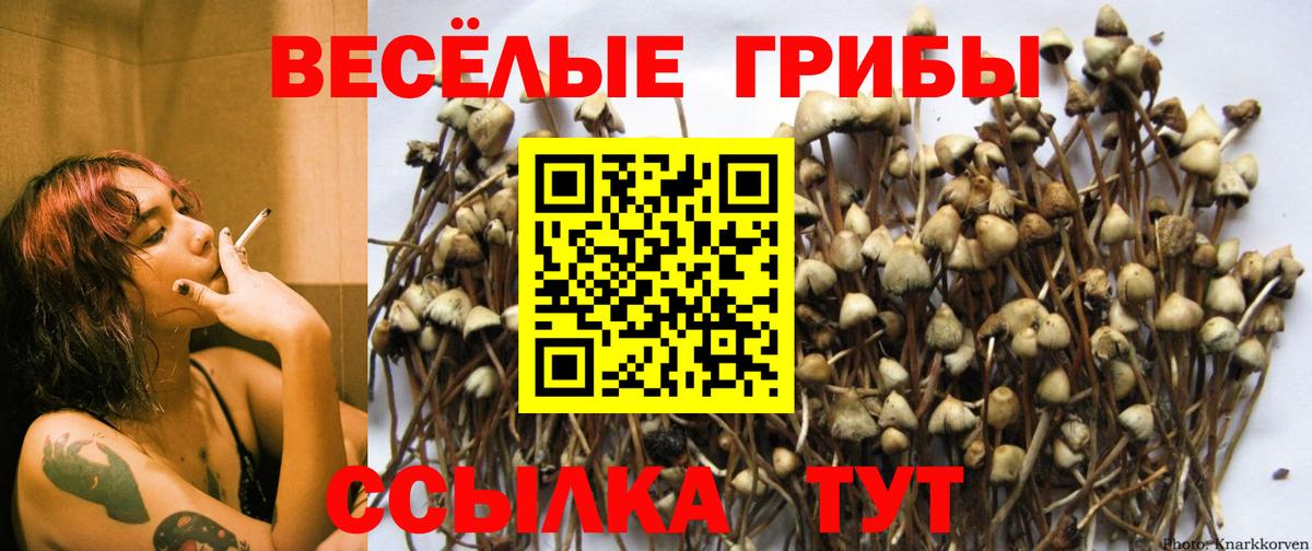 где найти   Галлюциногенные грибы мицелий  Вход с VPN  Шебекино  Галлюциногенные грибы Cubensis 